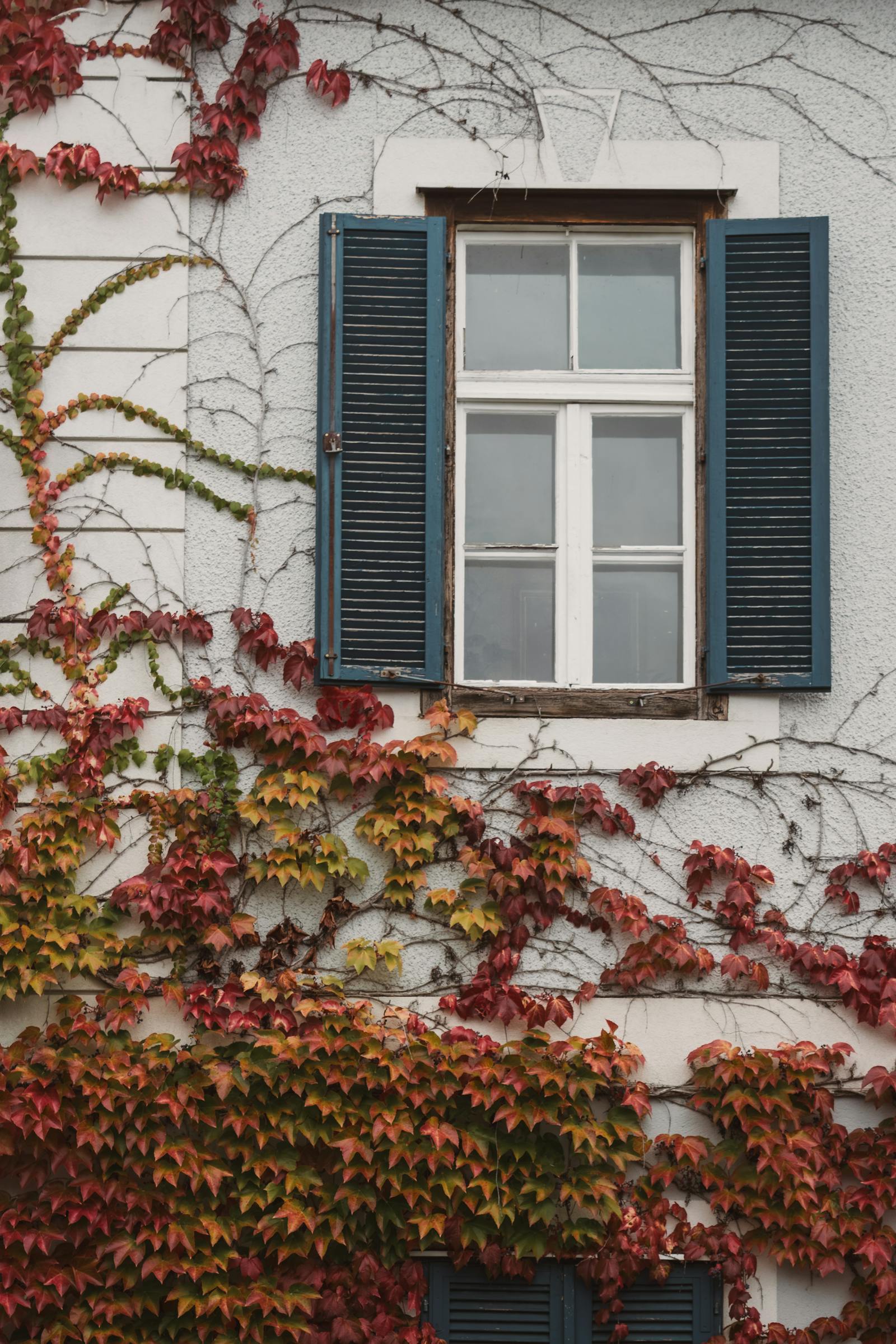 A serene scene of autumn leaves climbing a window with blue shutters, exuding tranquility.