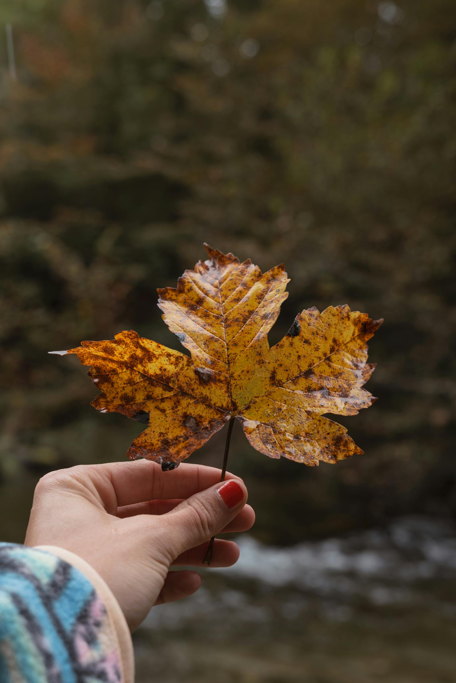 Close-up of a hand holding a vibrant autumn leaf in Bad Aussee, capturing the essence of fall.