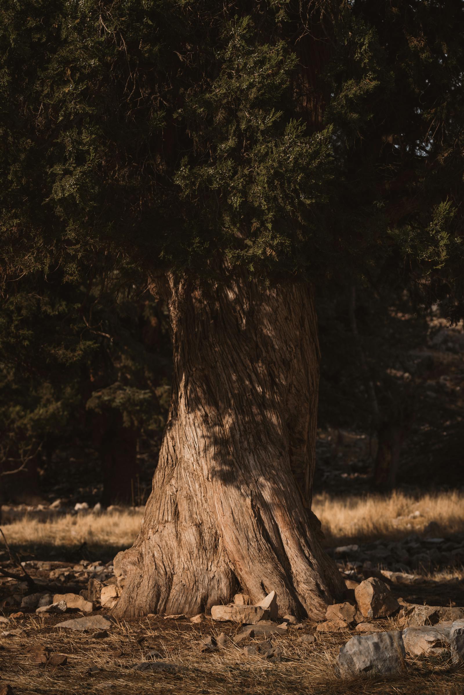 Majestic ancient tree trunk bathed in warm sunlight within a tranquil forest setting.