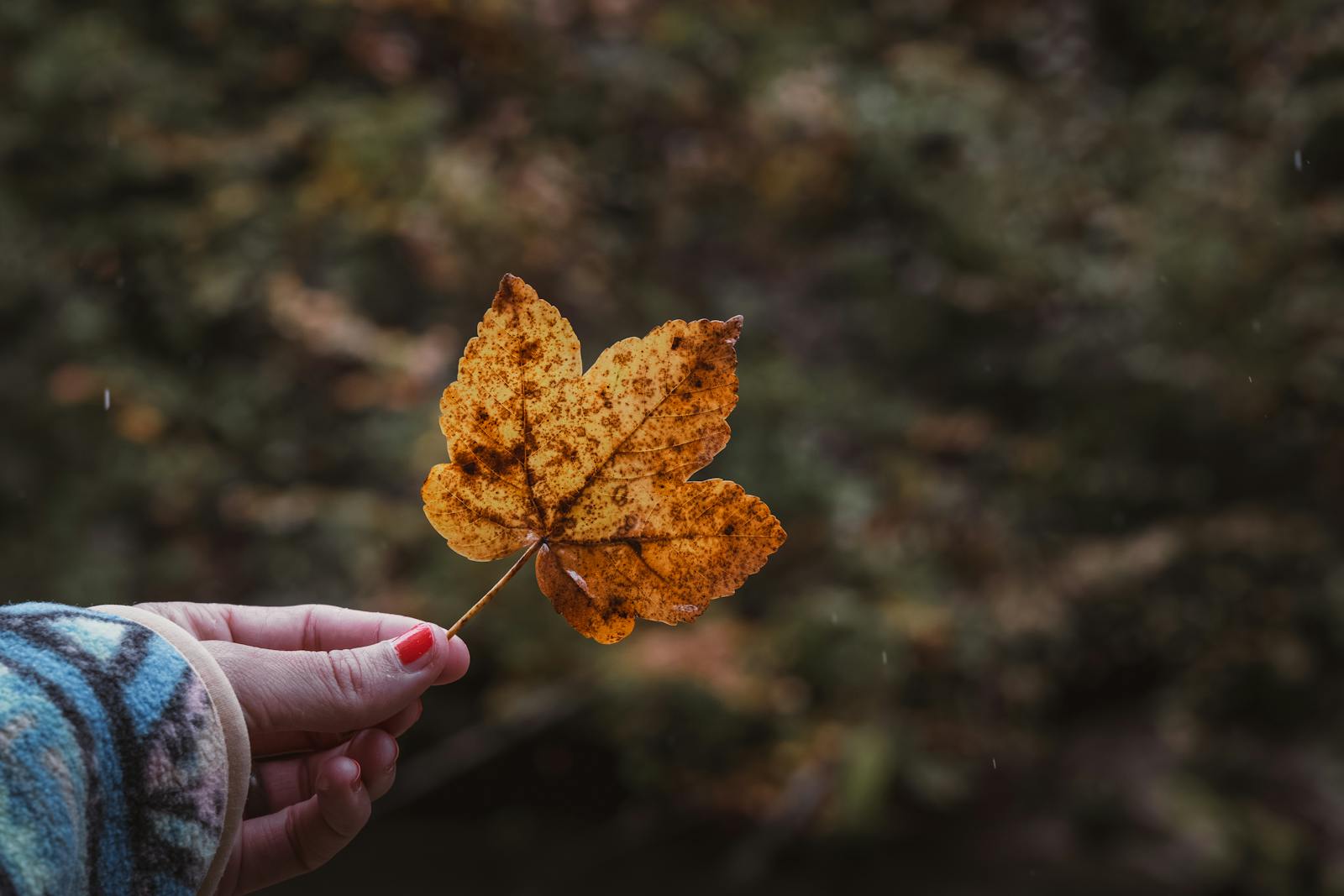 Close-up of a hand holding an autumn leaf in Bad Aussee, Austria. Warm fall scene.