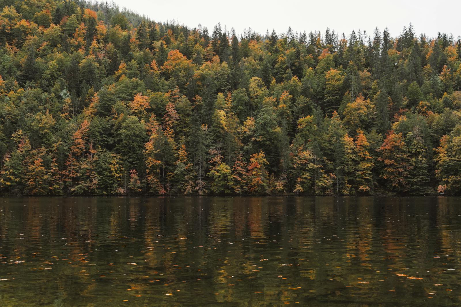 Serene autumn forest with vibrant foliage reflecting on the tranquil waters in Bad Aussee, Austria.