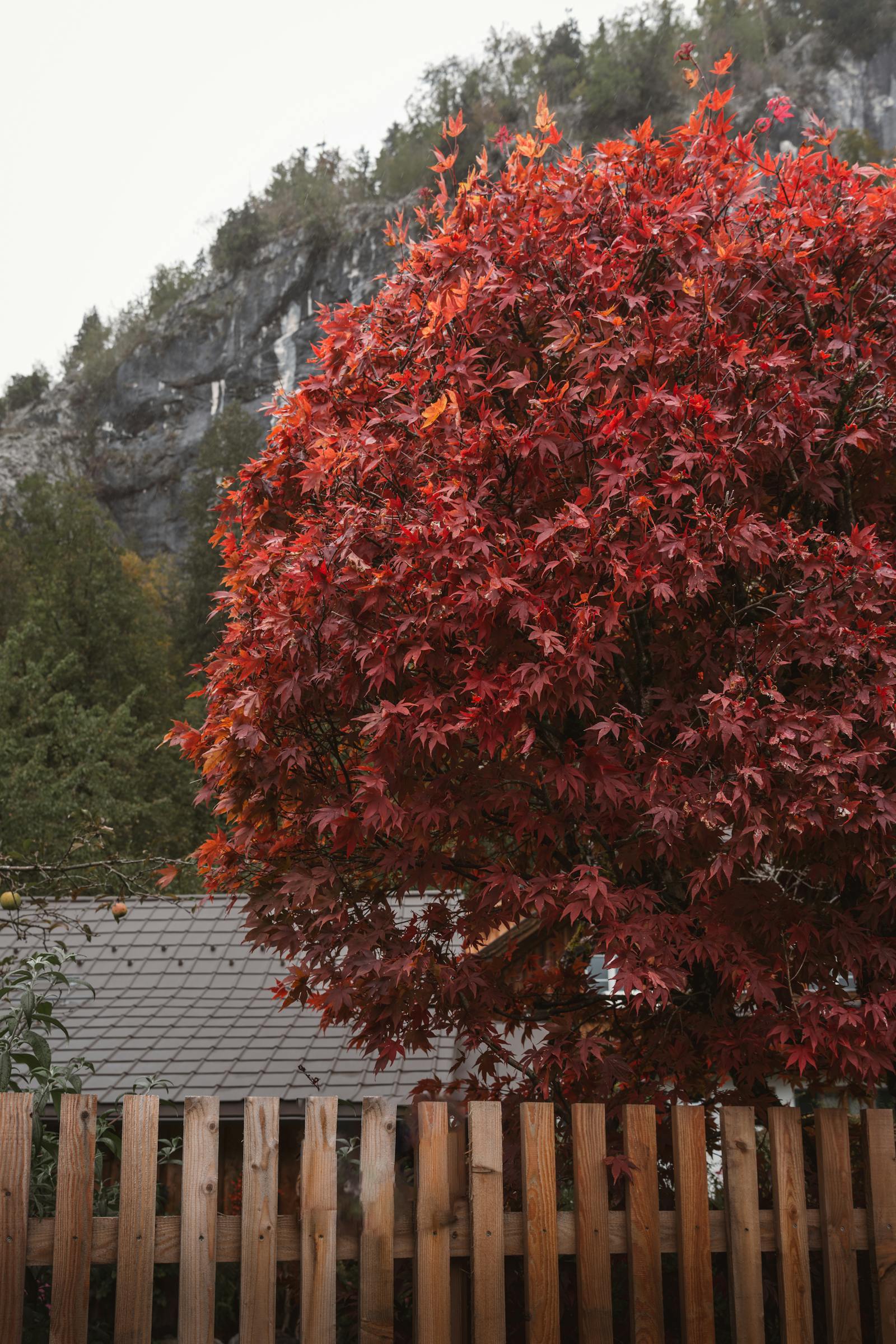 Fiery red maple tree showcasing stunning autumn foliage in Bad Aussee, Austria.