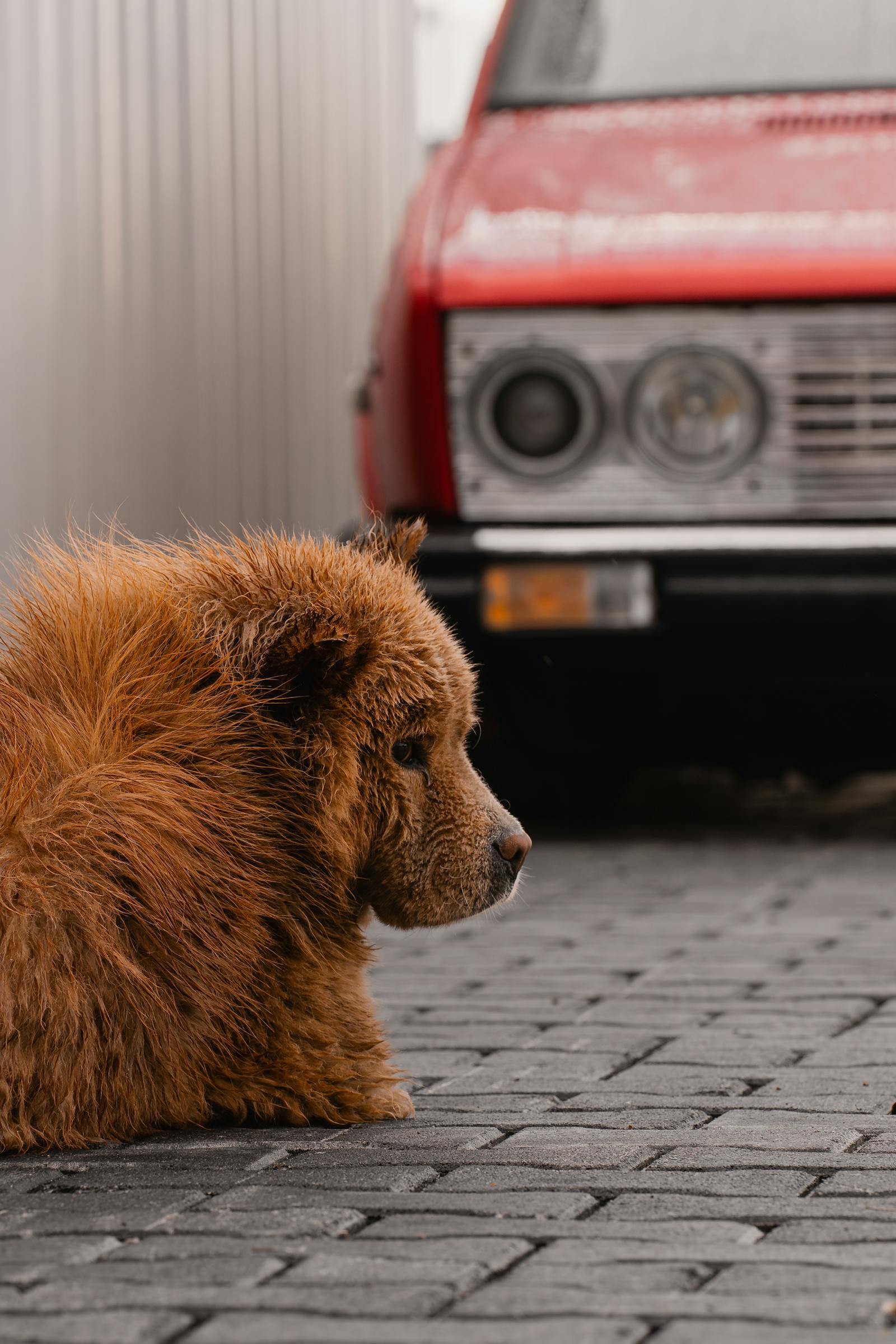 A brown Chow Chow sits on pavement with a vintage red car, capturing a nostalgic urban scene.