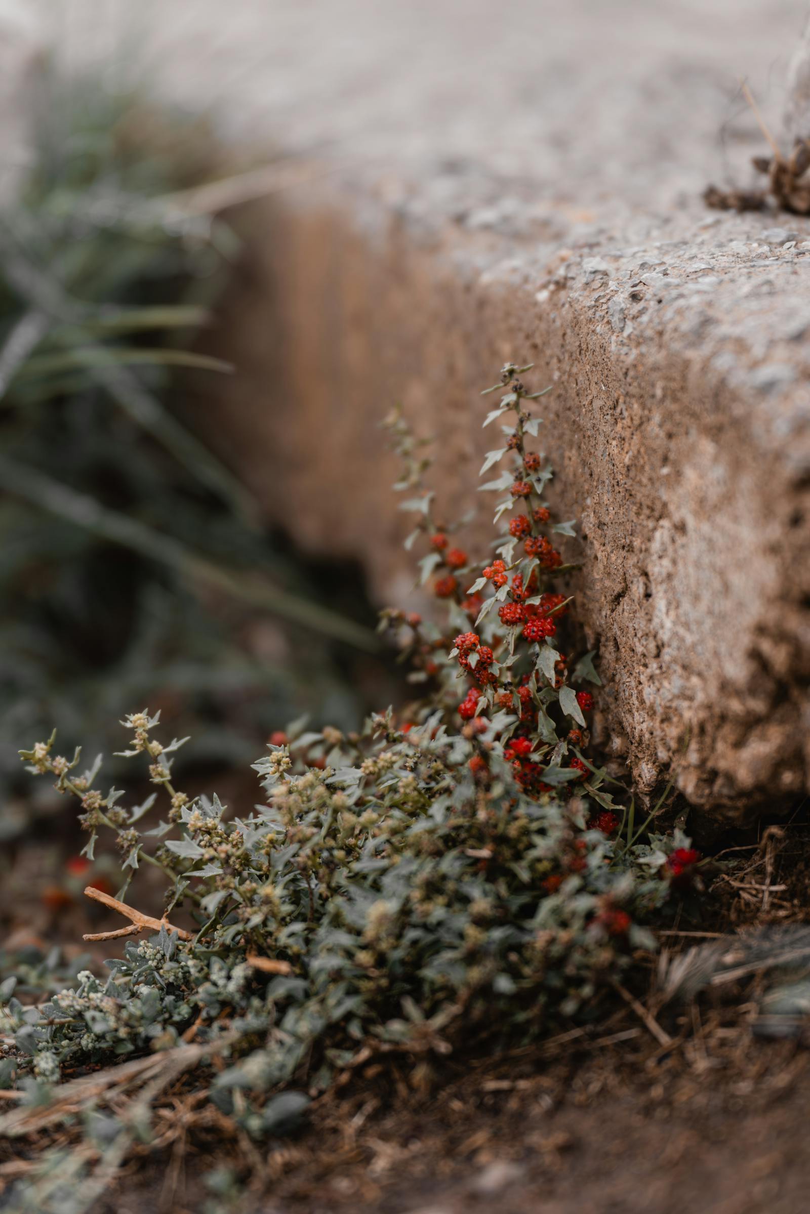 A tiny plant with red blooms thriving against a concrete wall, symbolizing resilience.