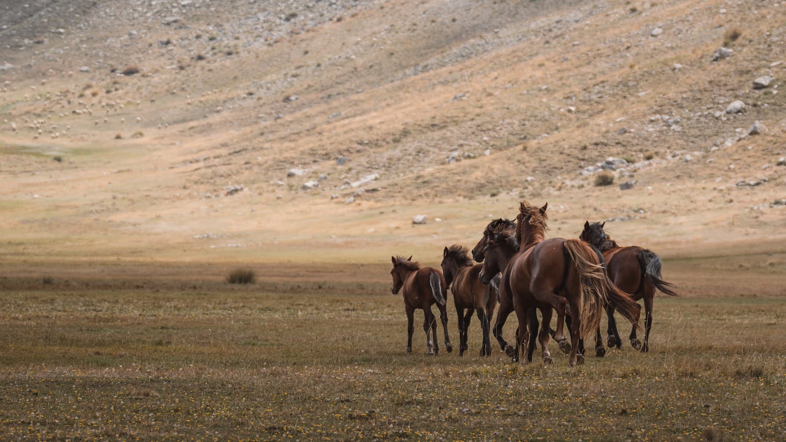 A herd of wild horses roaming freely in the vast meadows of Seydişehir, Türkiye with a stunning mountain backdrop.