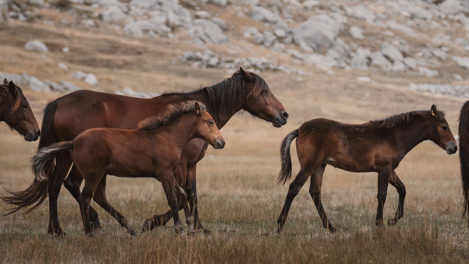 A herd of wild horses roaming freely in the serene landscape of Seydişehir, Turkey.