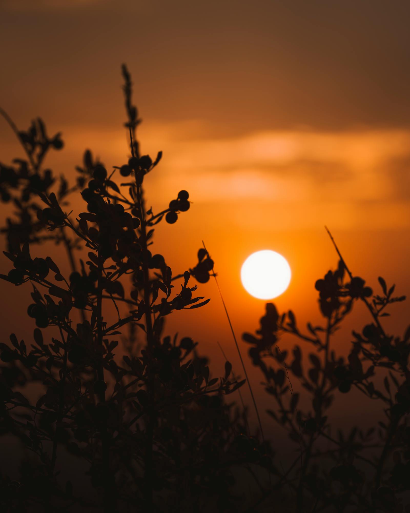 Captivating sunset silhouette of flora during golden hour in Ankara, Turkey.