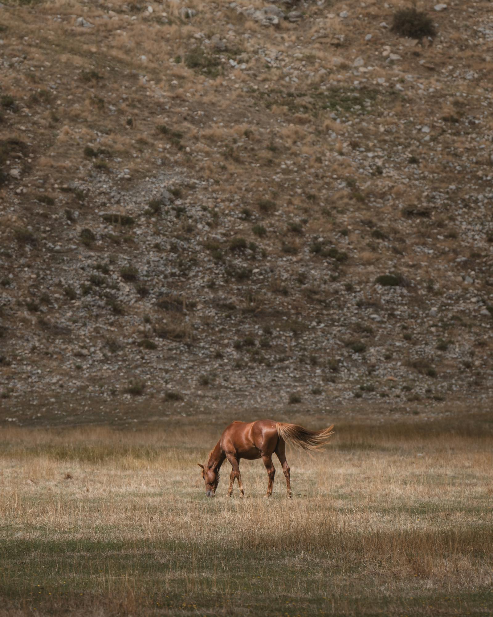 A tranquil scene of a lone brown horse grazing in a peaceful meadow in Seydişehir, Konya, Türkiye.