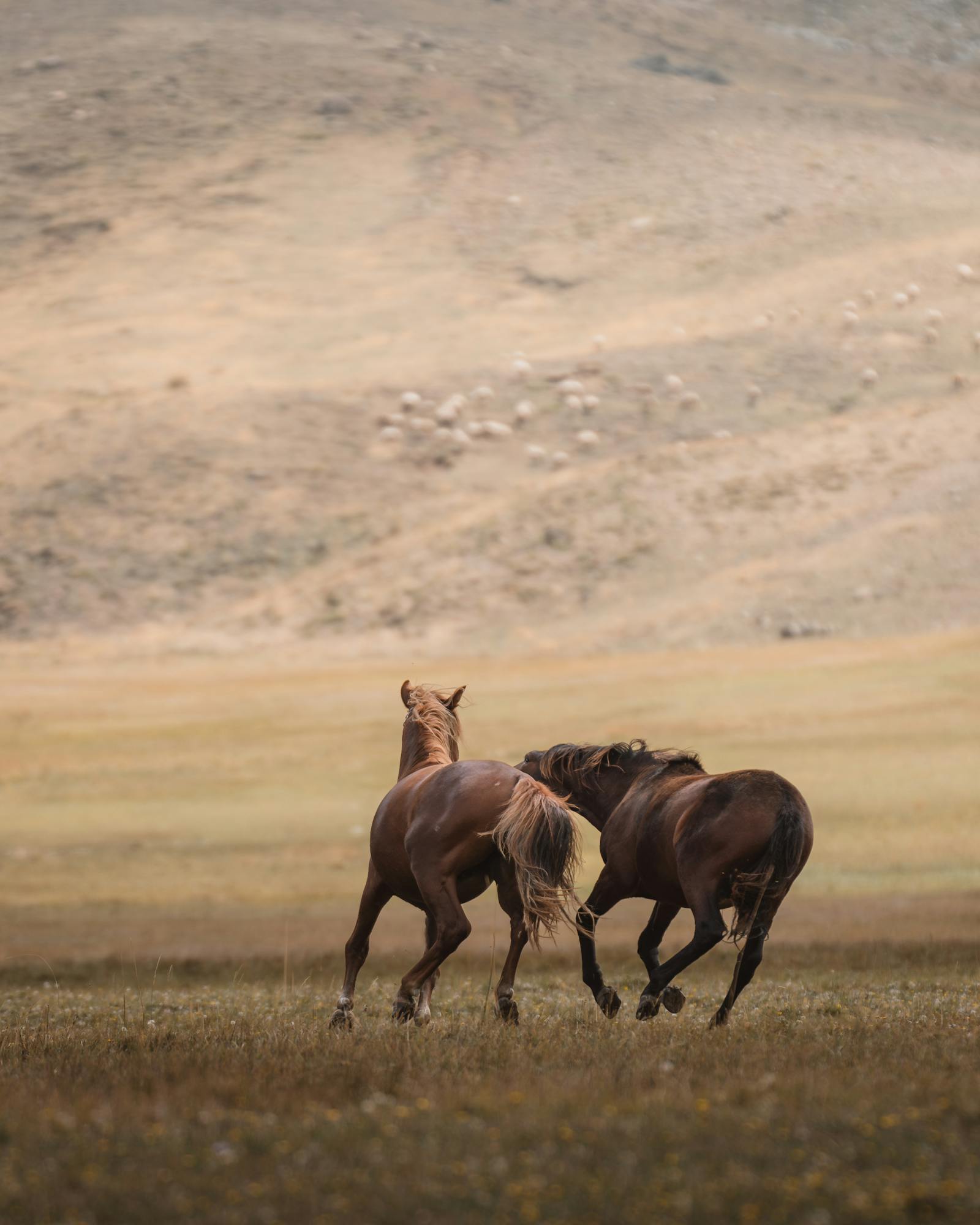 Two wild horses roam freely in the serene highlands of Seydişehir, Konya, Türkiye.