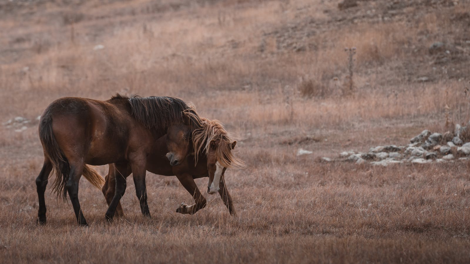 Two wild horses in natural setting in Seydişehir, Konya, Türkiye.