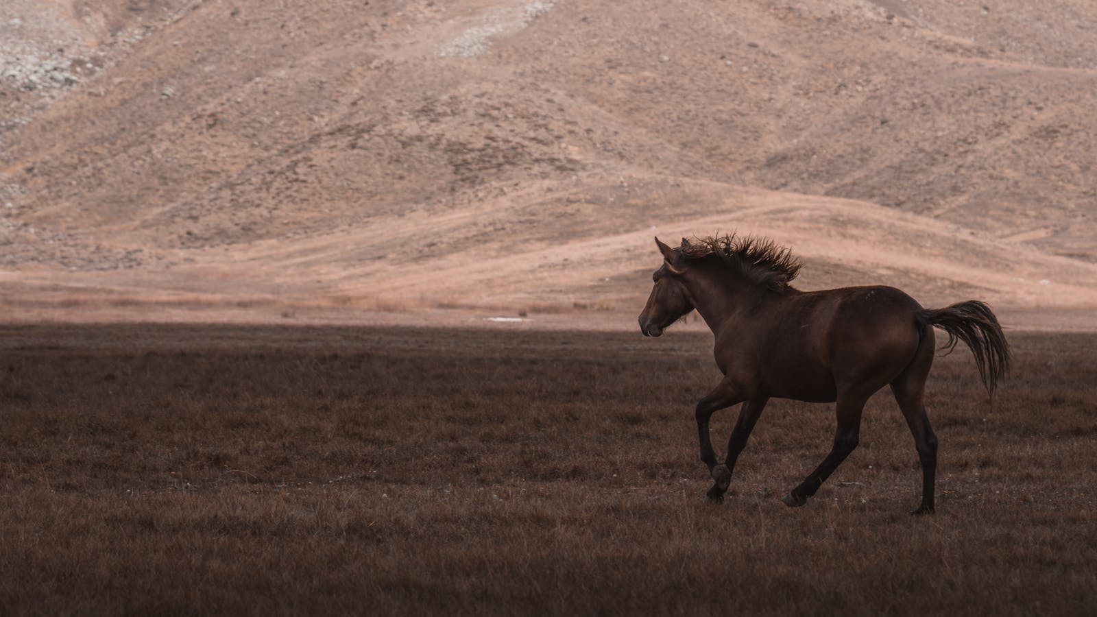 A solitary horse runs freely across the vast open fields of Seydişehir, Türkiye.