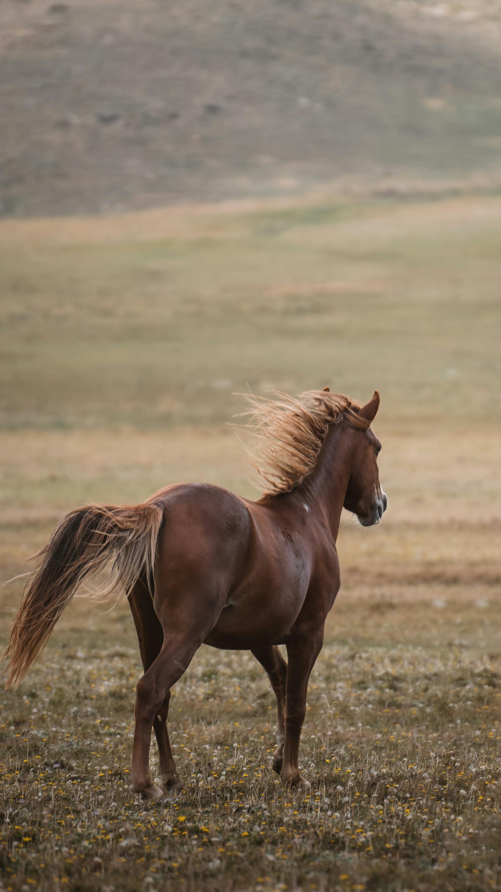 A proud stallion stands against the windswept Turkish landscape, symbolizing freedom and beauty.