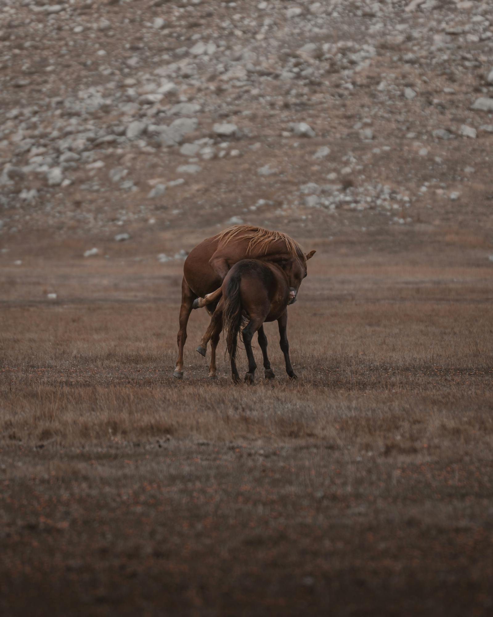 A serene capture of a mare and foal bonding in the natural prairies of Seydişehir, Türkiye.