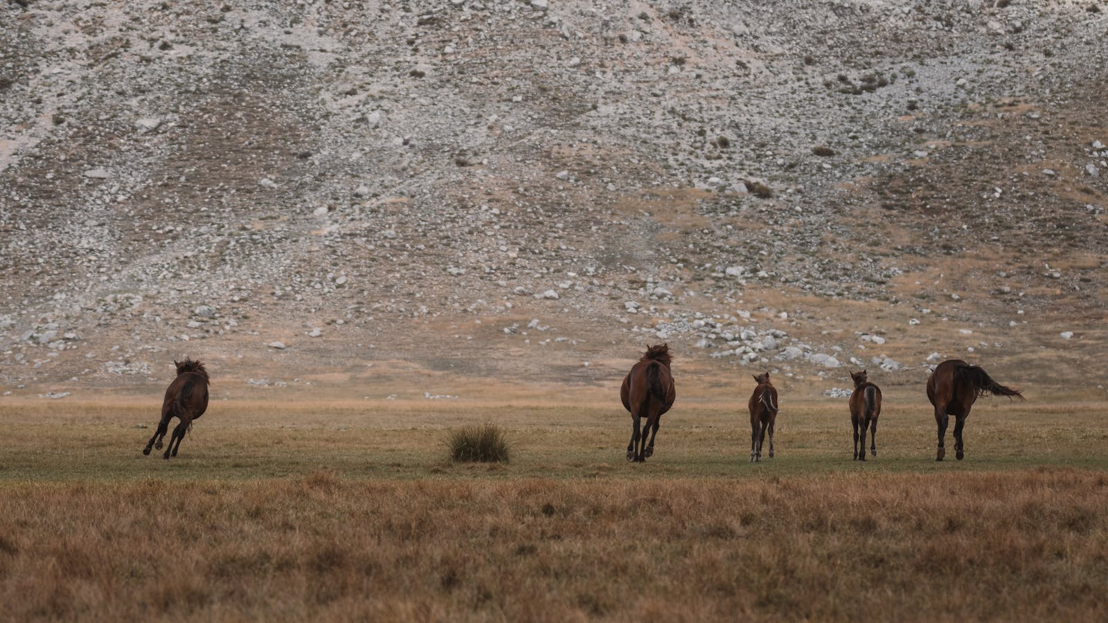 A group of wild horses running freely across a meadow with a mountain backdrop in Seydişehir, Konya, Türkiye.