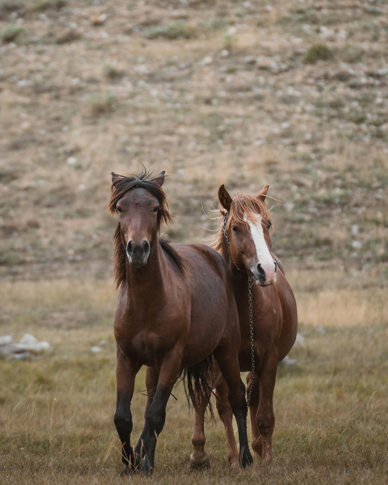 Pair of horses standing in a serene field, embodying rural beauty in Seydişehir, Konya, Türkiye