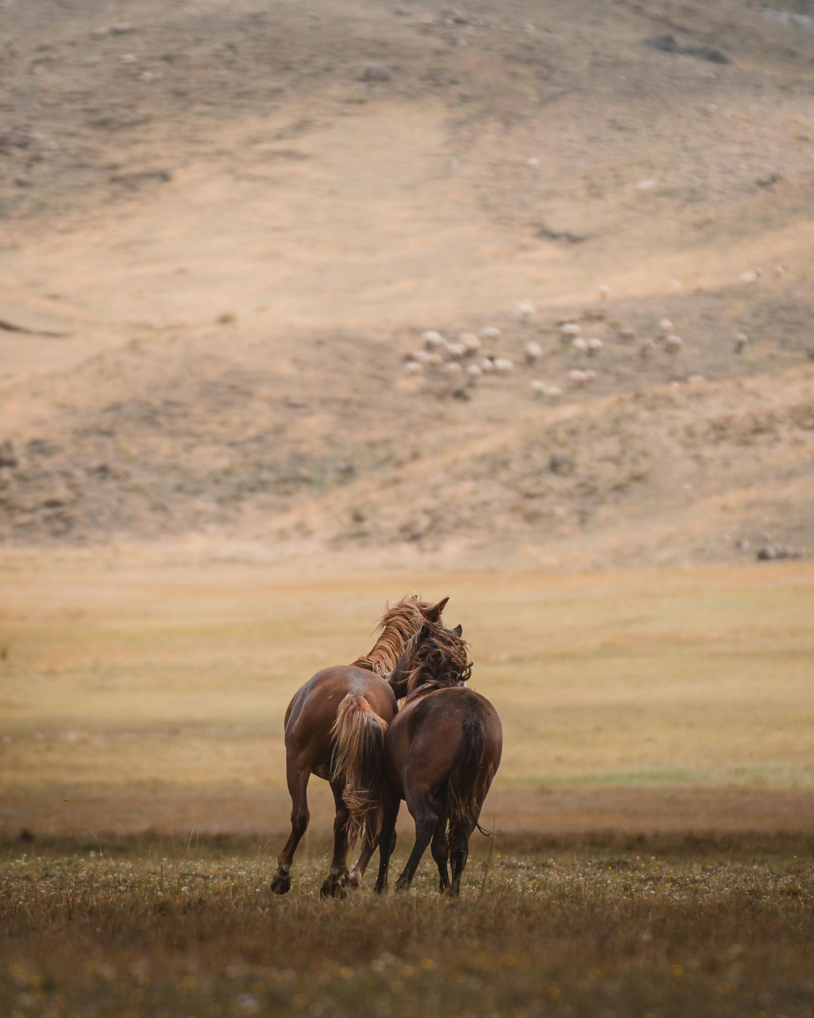 Majestic wild horses roam freely across the serene meadows of Seydişehir, Türkiye.