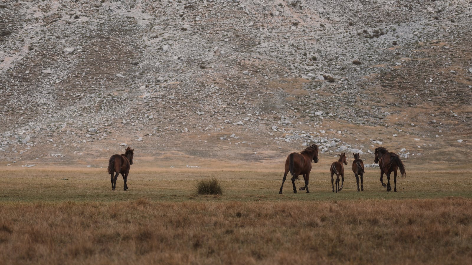 A group of wild horses grazes in the serene meadows of Seydişehir, Konya.