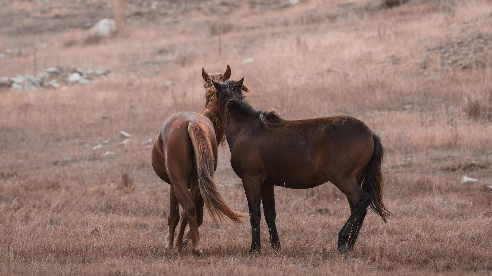 Two brown horses engage in mutual grooming in a peaceful Konya meadow, Türkiye.