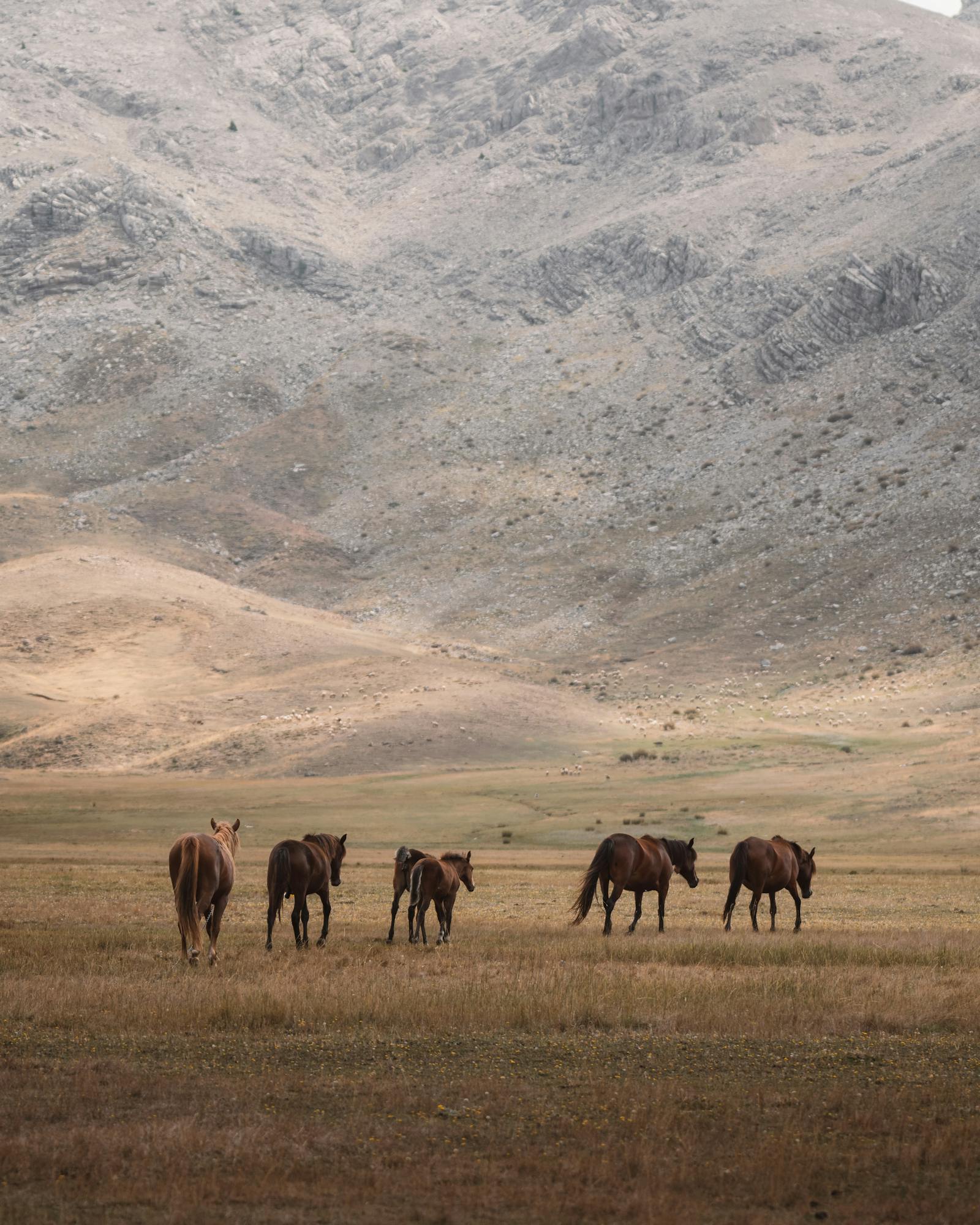 Scenic view of wild horses grazing in Seydişehir's highland meadows, Turkey