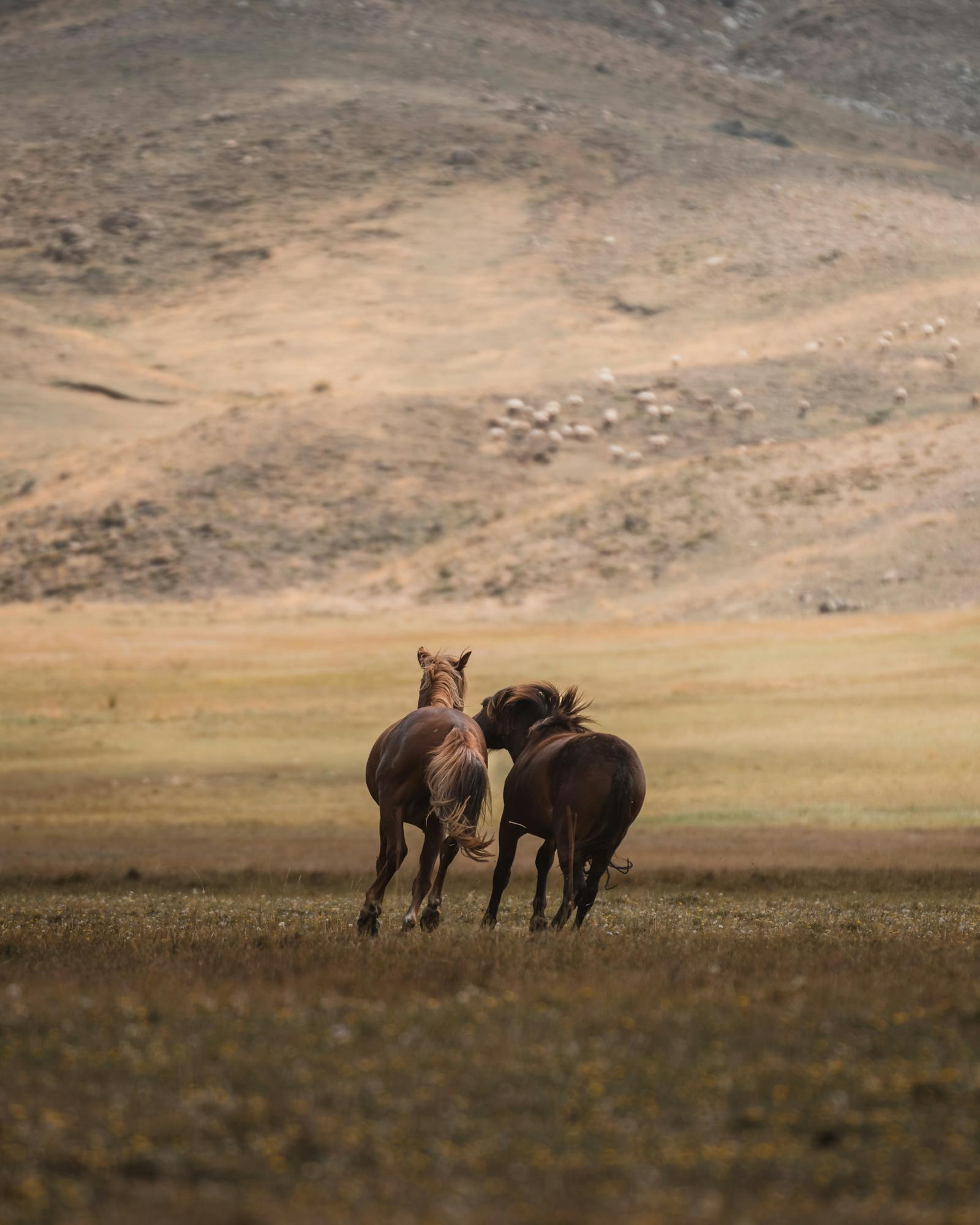 Two horses enjoy a serene moment in a vast meadow against the backdrop of Turkish hills.