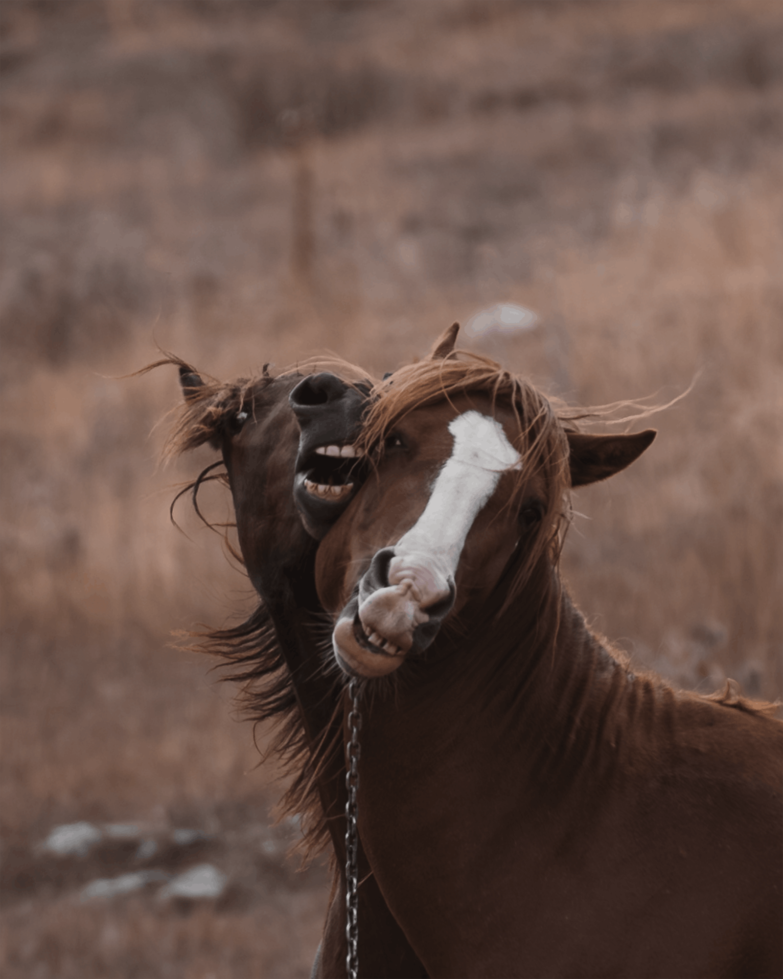 Two brown horses playfully interacting in the serene wilderness of Seydişehir, Turkey.