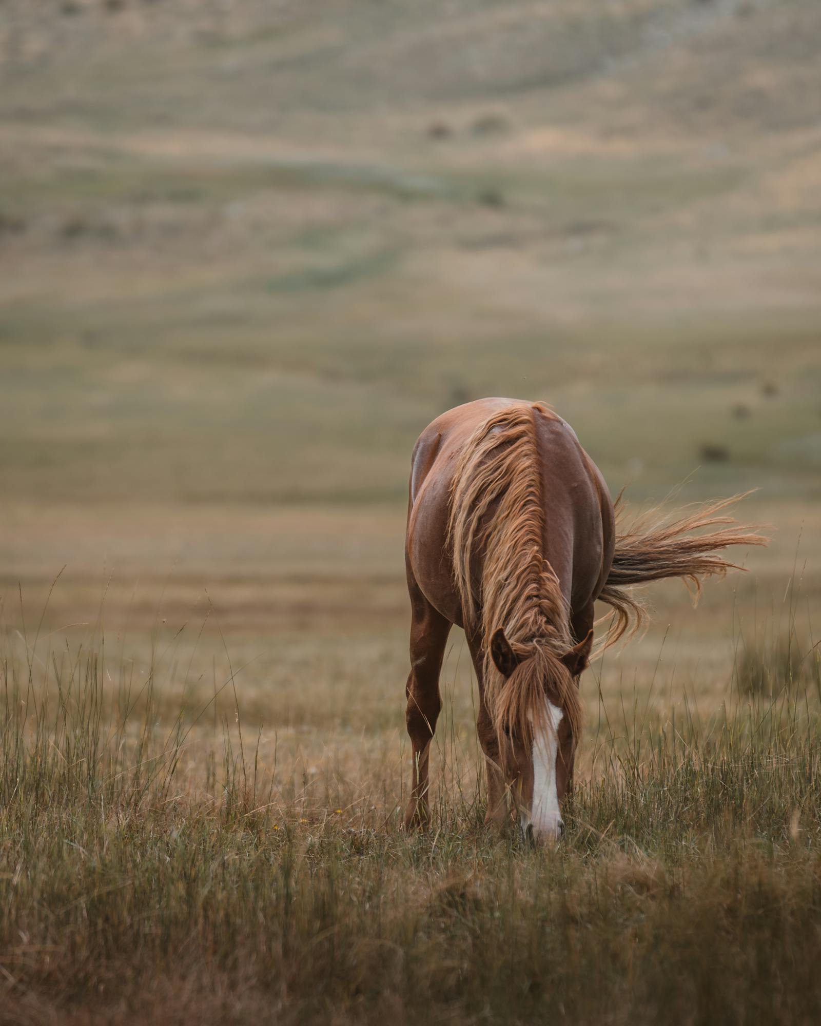 A serene scene of a horse grazing in the tranquil meadows of Konya, Türkiye.