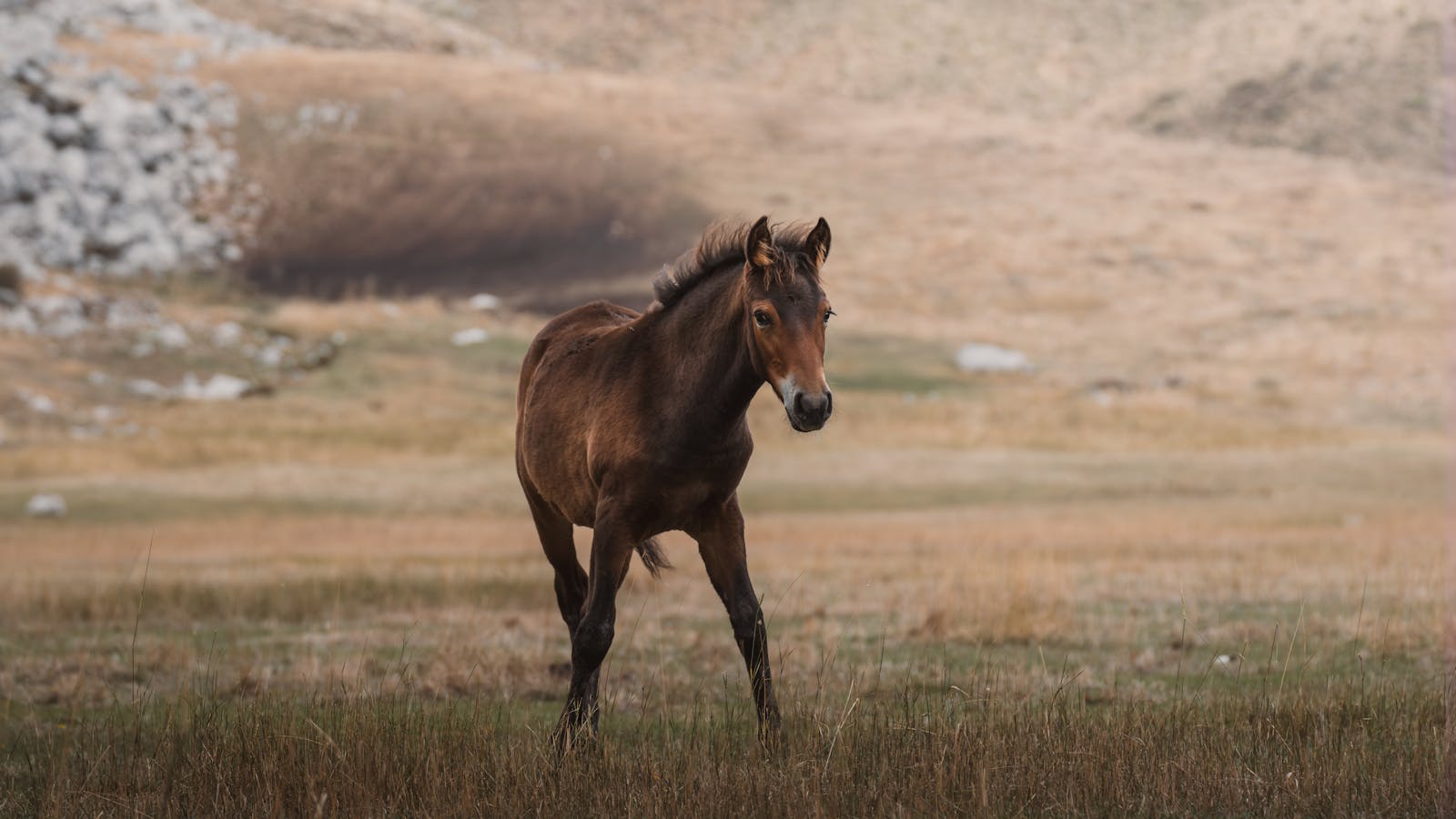 A young foal exploring a serene meadow in Seydişehir, Konya, Turkey.