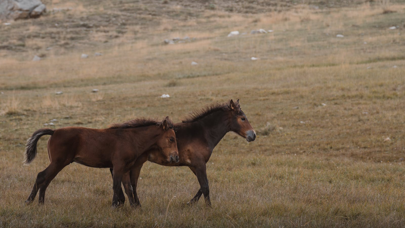 Two foals walking together in a peaceful Seydişehir meadow.