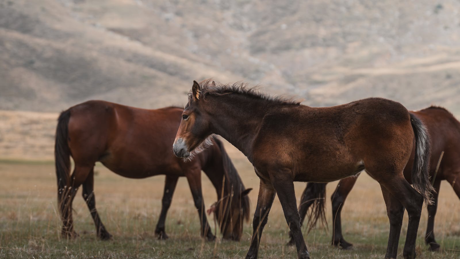 Group of wild brown horses grazing in a serene landscape with mountains in the background, Seydişehir, Türkiye.