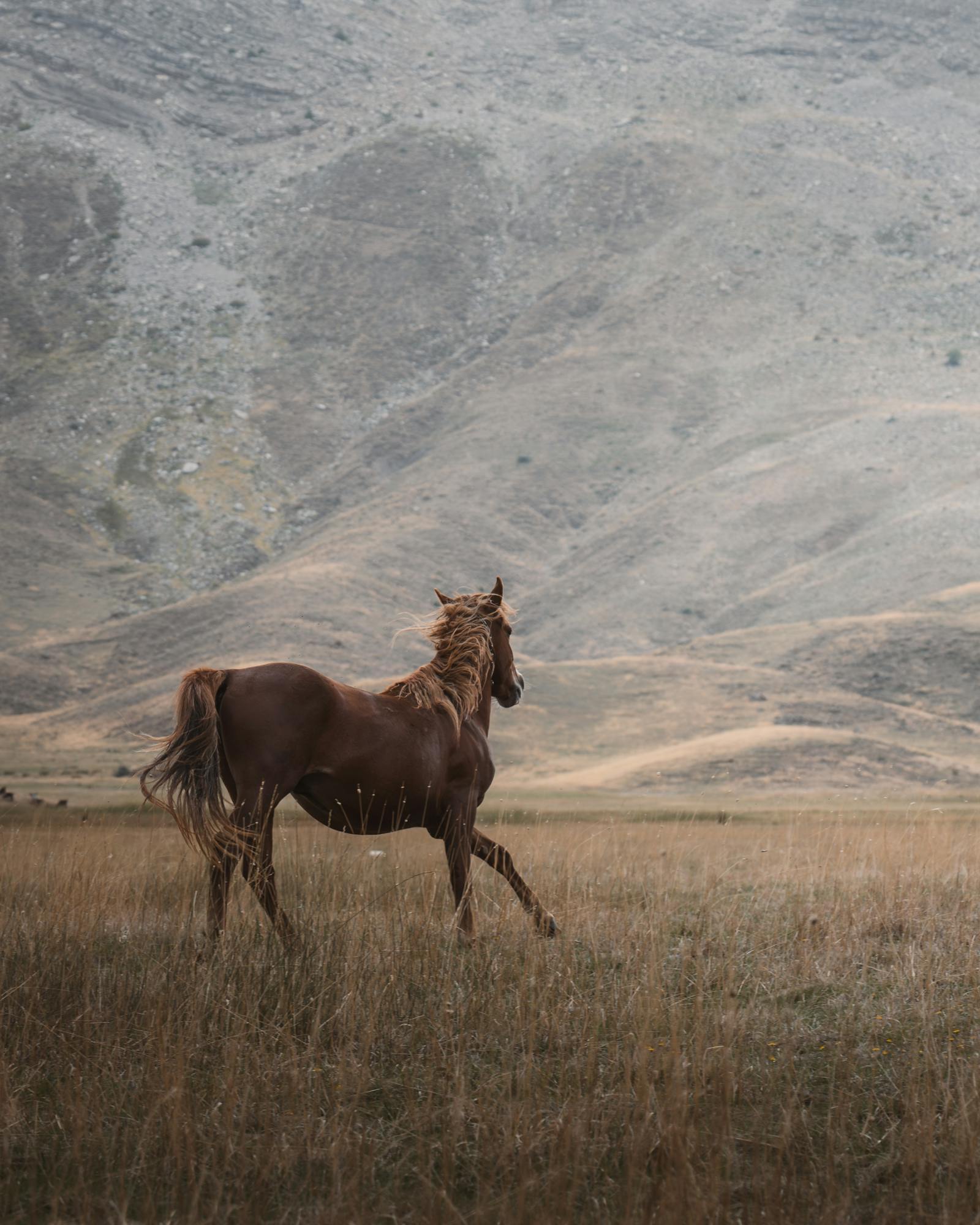 A majestic horse gallops freely across the open plains of Seydişehir, Konya, Türkiye, with a mountain backdrop.