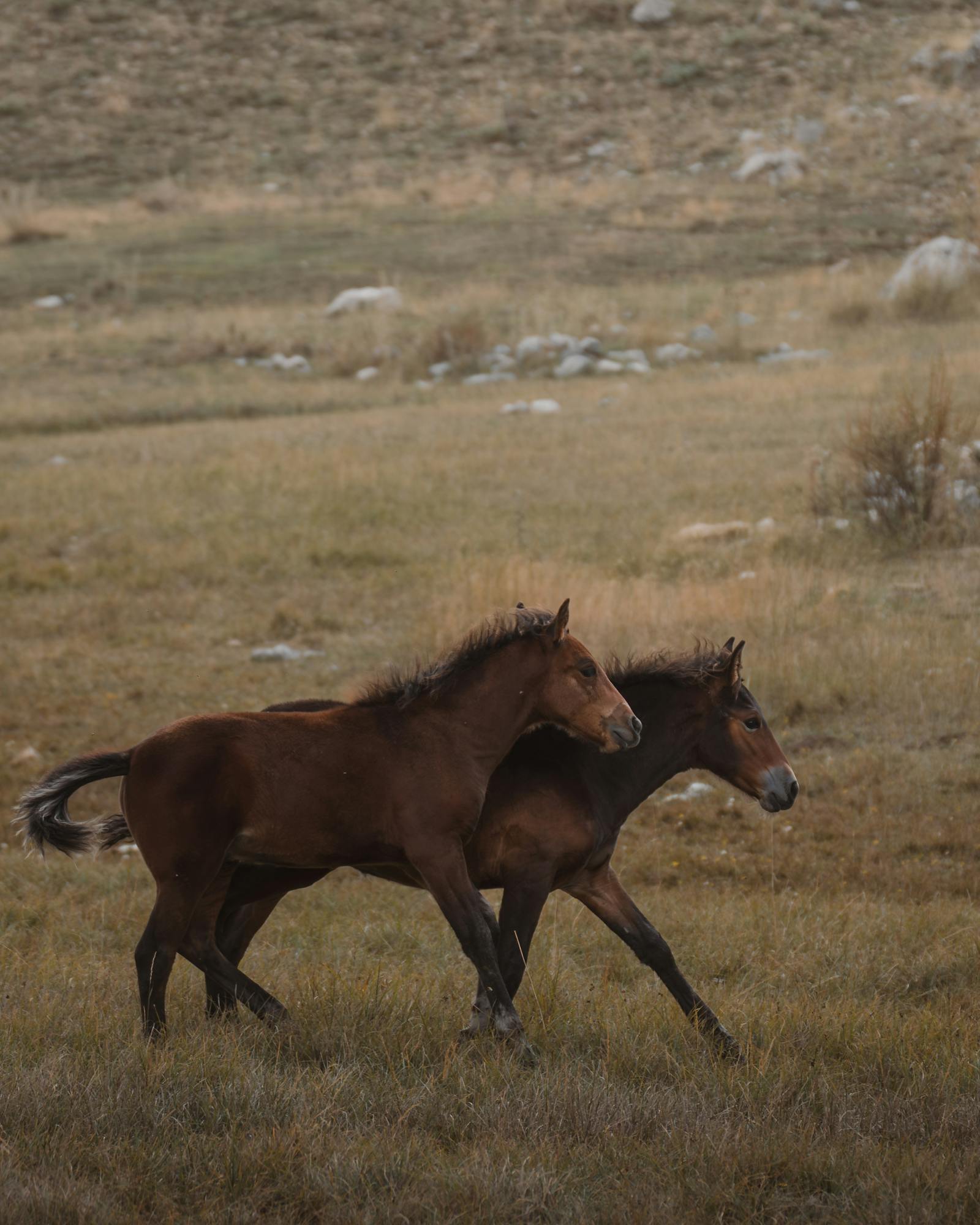 Two young horses galloping in an open field in Konya, Türkiye, embodying freedom and vigor.