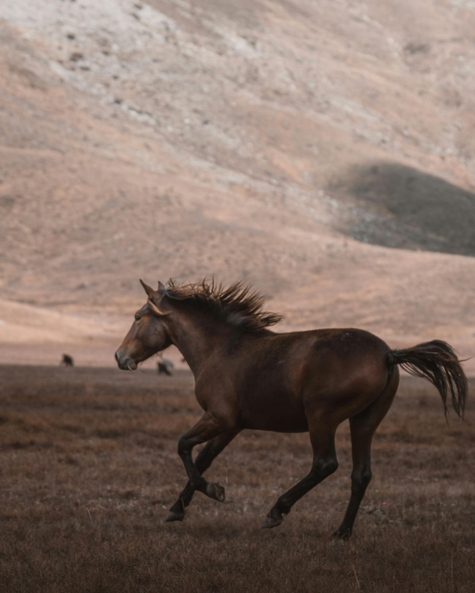 A wild horse gallops freely in the scenic mountains of Seydişehir, Turkey.