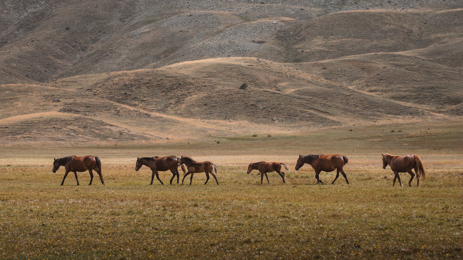 A serene scene of horses walking across the Konya plains in Turkey, illustrating unity and grace.