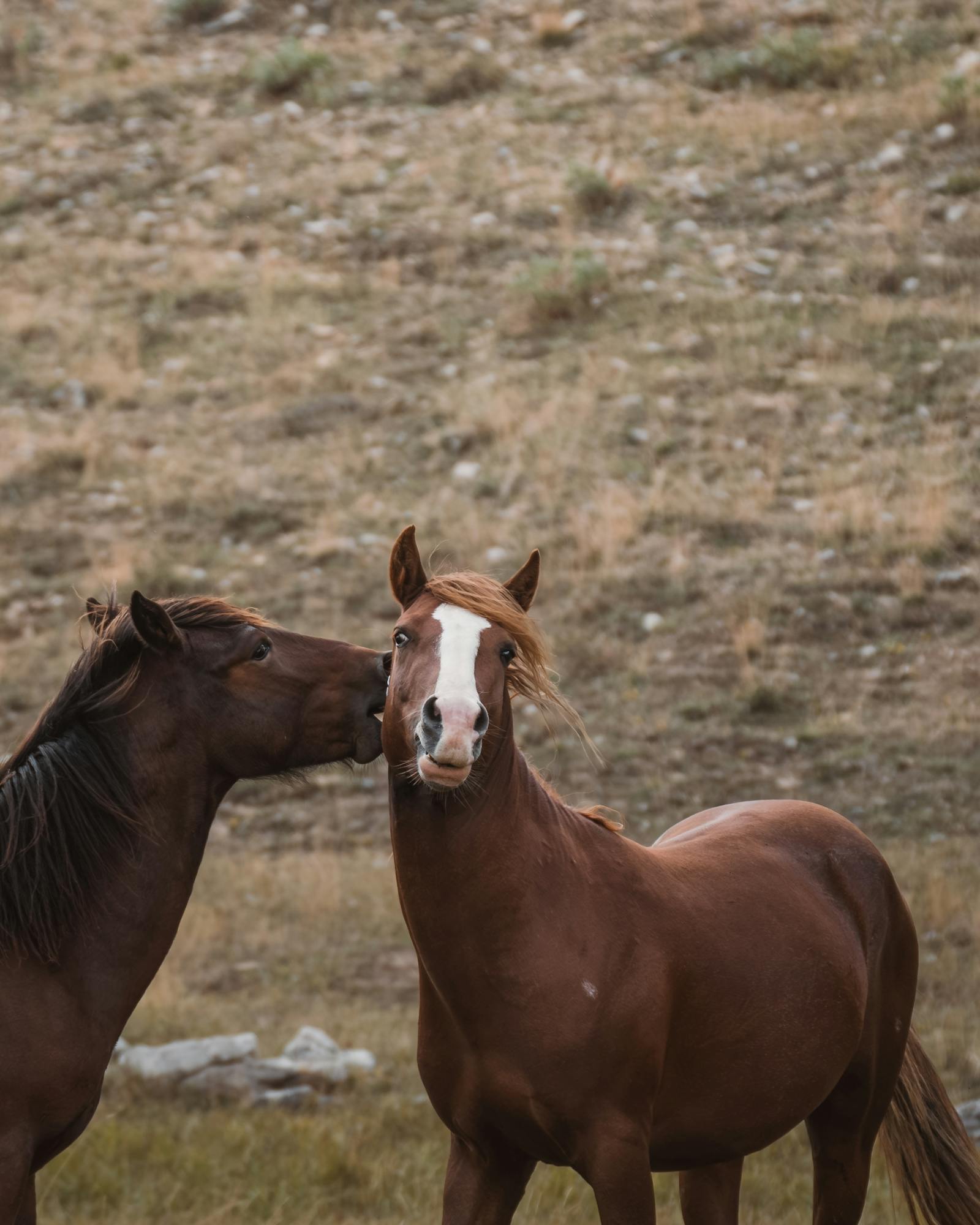 Two horses enjoying a serene moment in a field in Konya, Turkey.