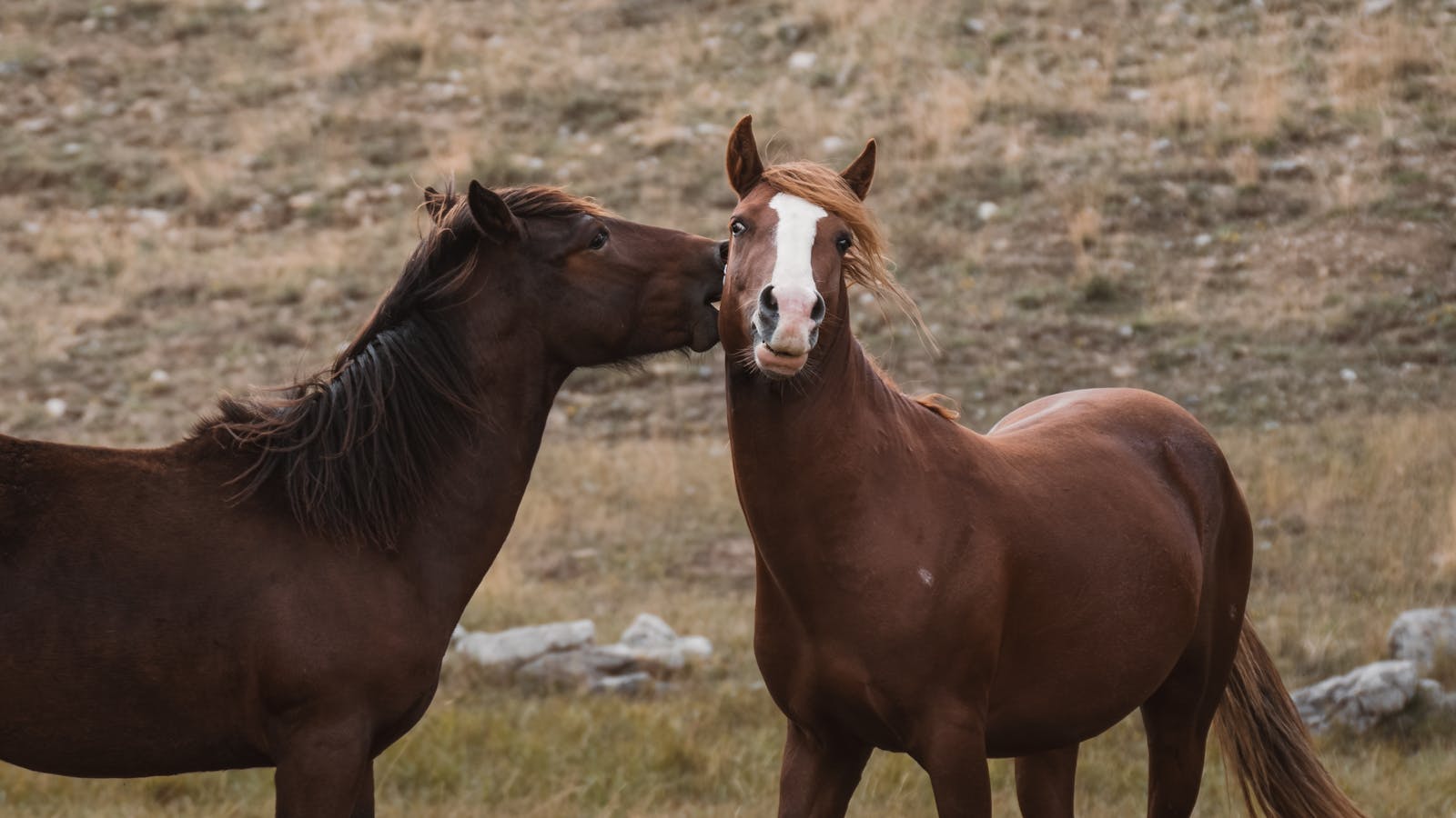 Two horses interacting in a serene rural landscape in Konya, Türkiye.