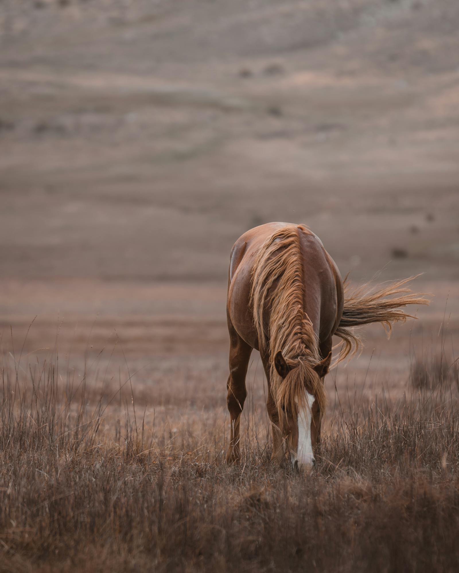 A solitary brown and white horse grazing peacefully in a serene golden field at Seydişehir, Türkiye.