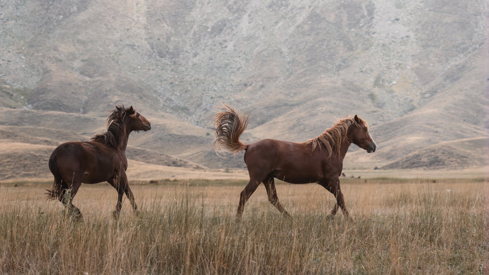 Dynamic image of wild horses galloping across Seydişehir, perfect for nature enthusiasts.