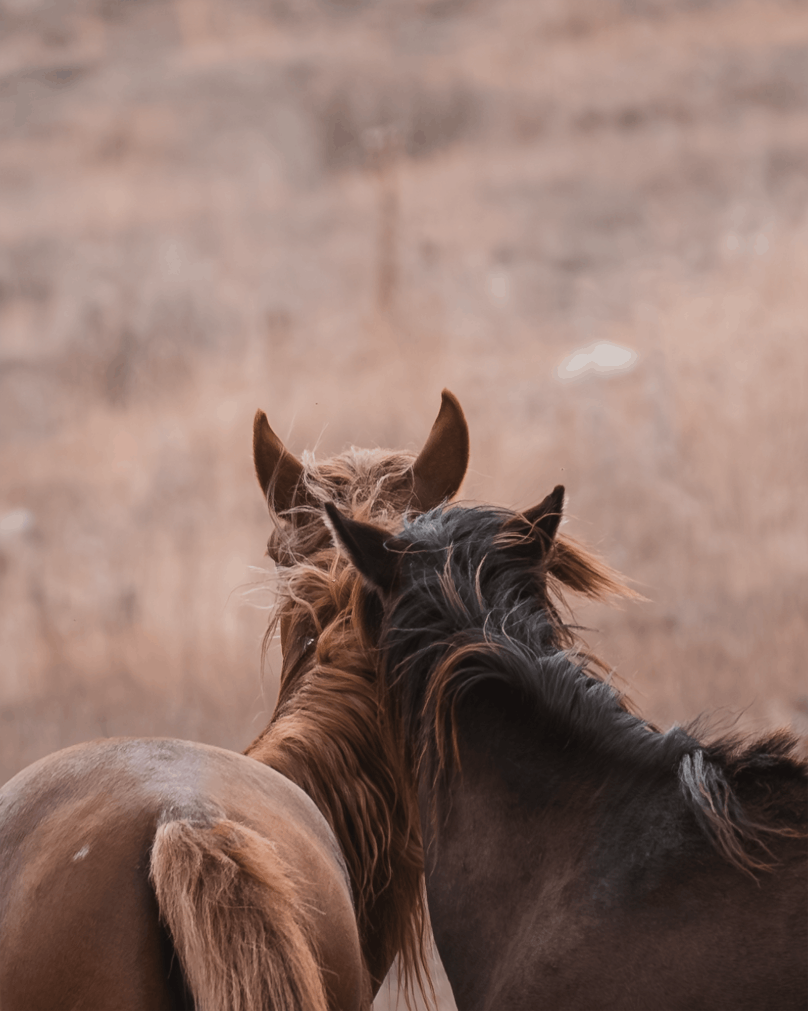 Two brown horses share a serene moment in the peaceful pastures of Seydişehir, Konya, Türkiye.