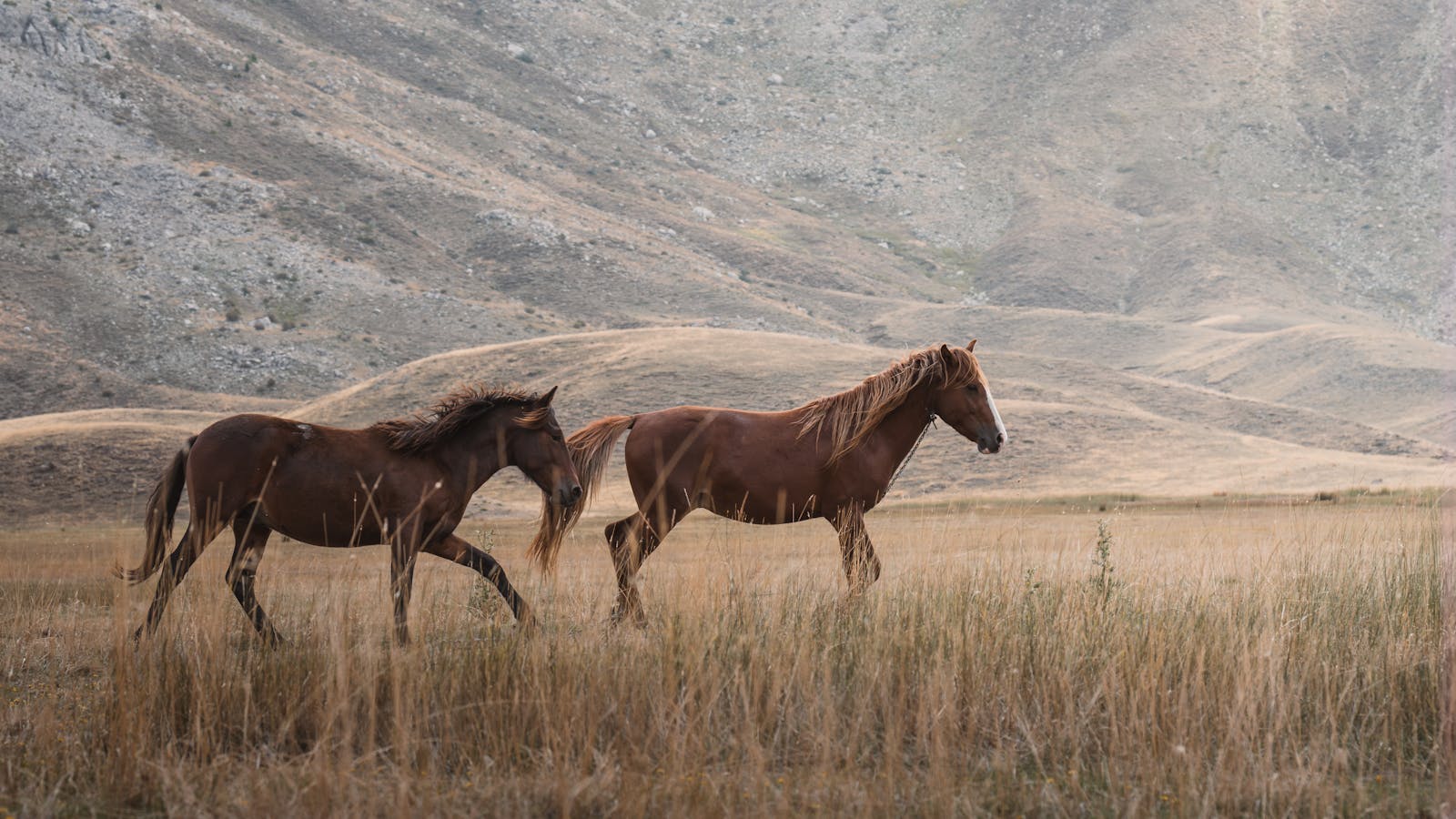 Horses peacefully grazing in the serene landscape of Seydişehir, Konya, Türkiye.