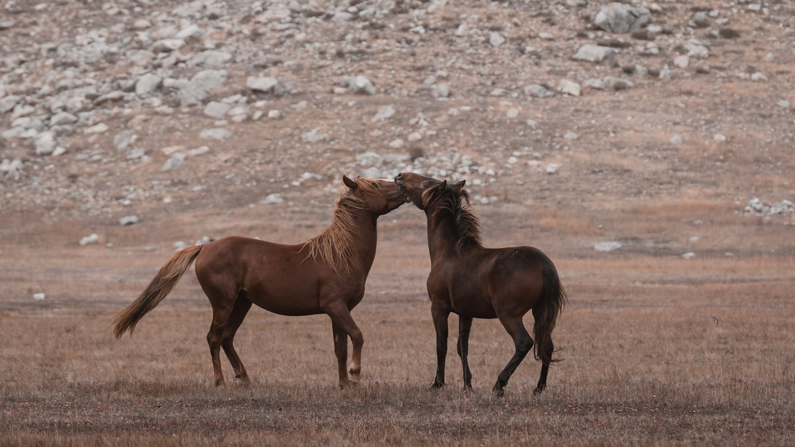 Two horses interact peacefully in the scenic grazing grounds of Seydişehir, Türkiye.