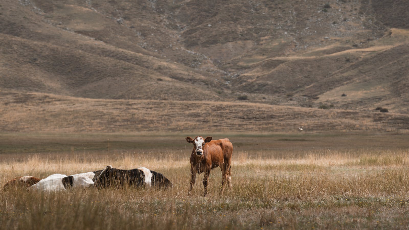 Serene landscape in Seydişehir with grazing cattle amidst mountain backdrop.