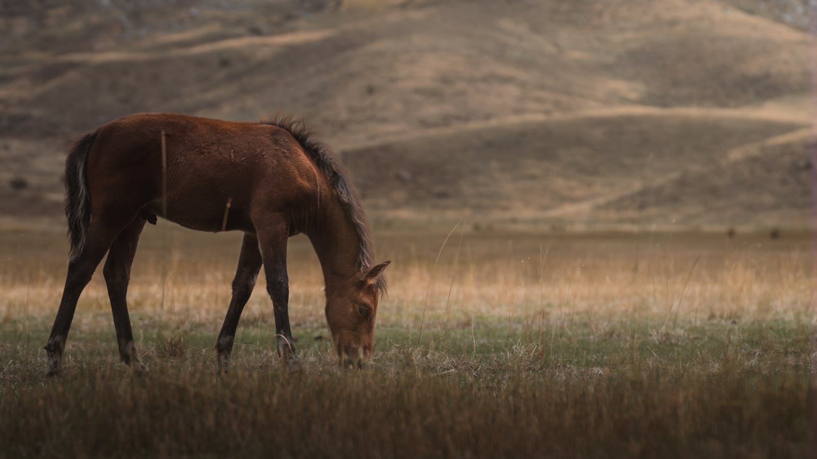 A lone horse grazes peacefully in the serene open fields of Konya, Turkey.