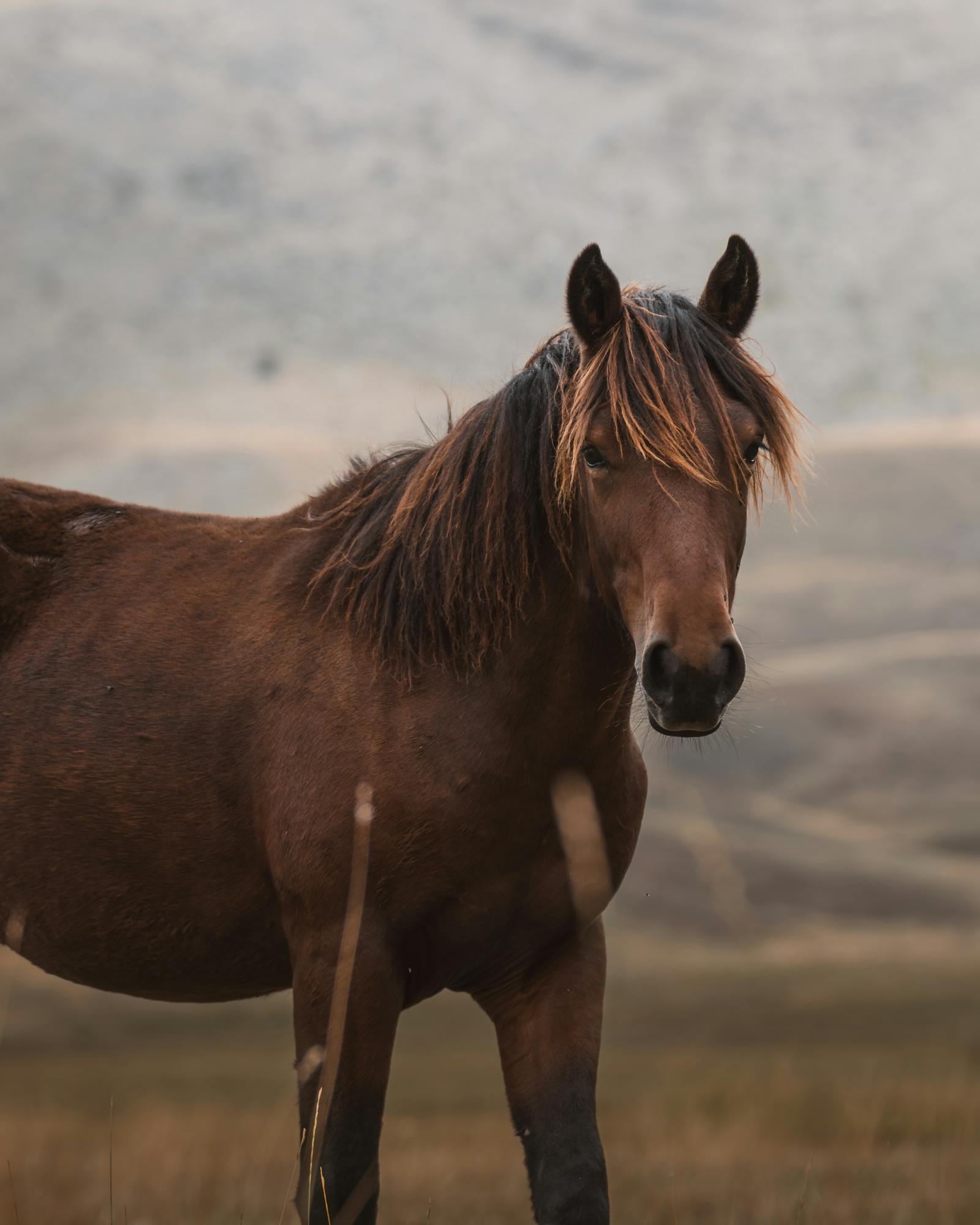 A majestic wild horse grazing in the serene mountains of Seydişehir, Turkey.