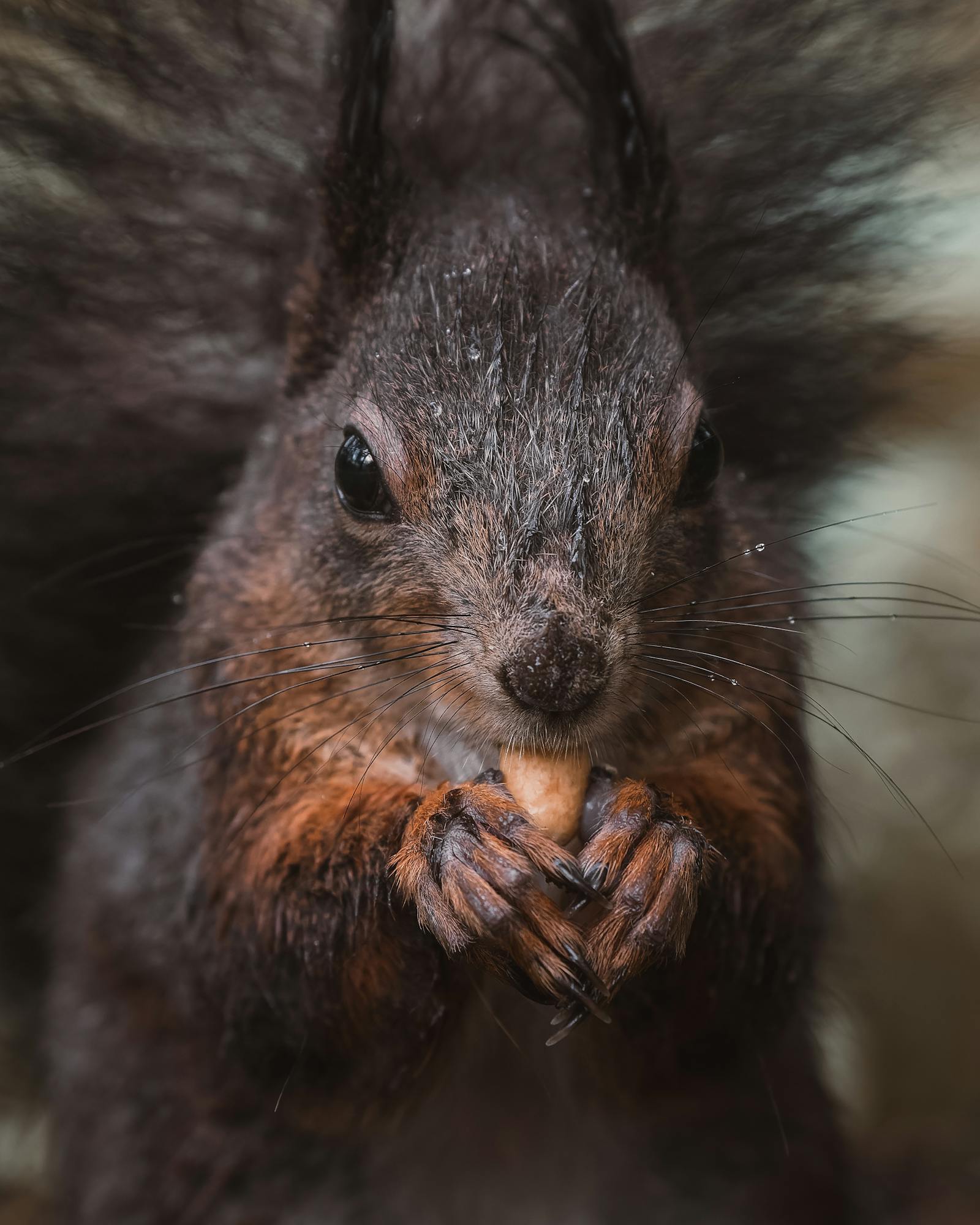 Detailed close-up of a red squirrel nibbling on a nut in the forest.