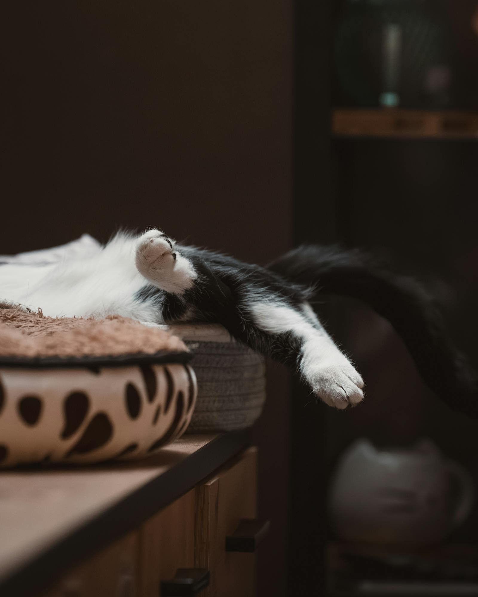 A black and white tuxedo cat lounging comfortably on a cozy bed indoors.