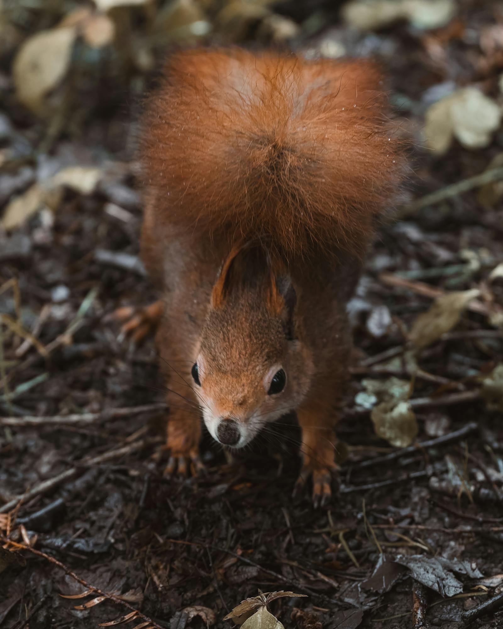 Close-up of a curious red squirrel with bushy tail on a fall forest floor in Vienna, Austria.