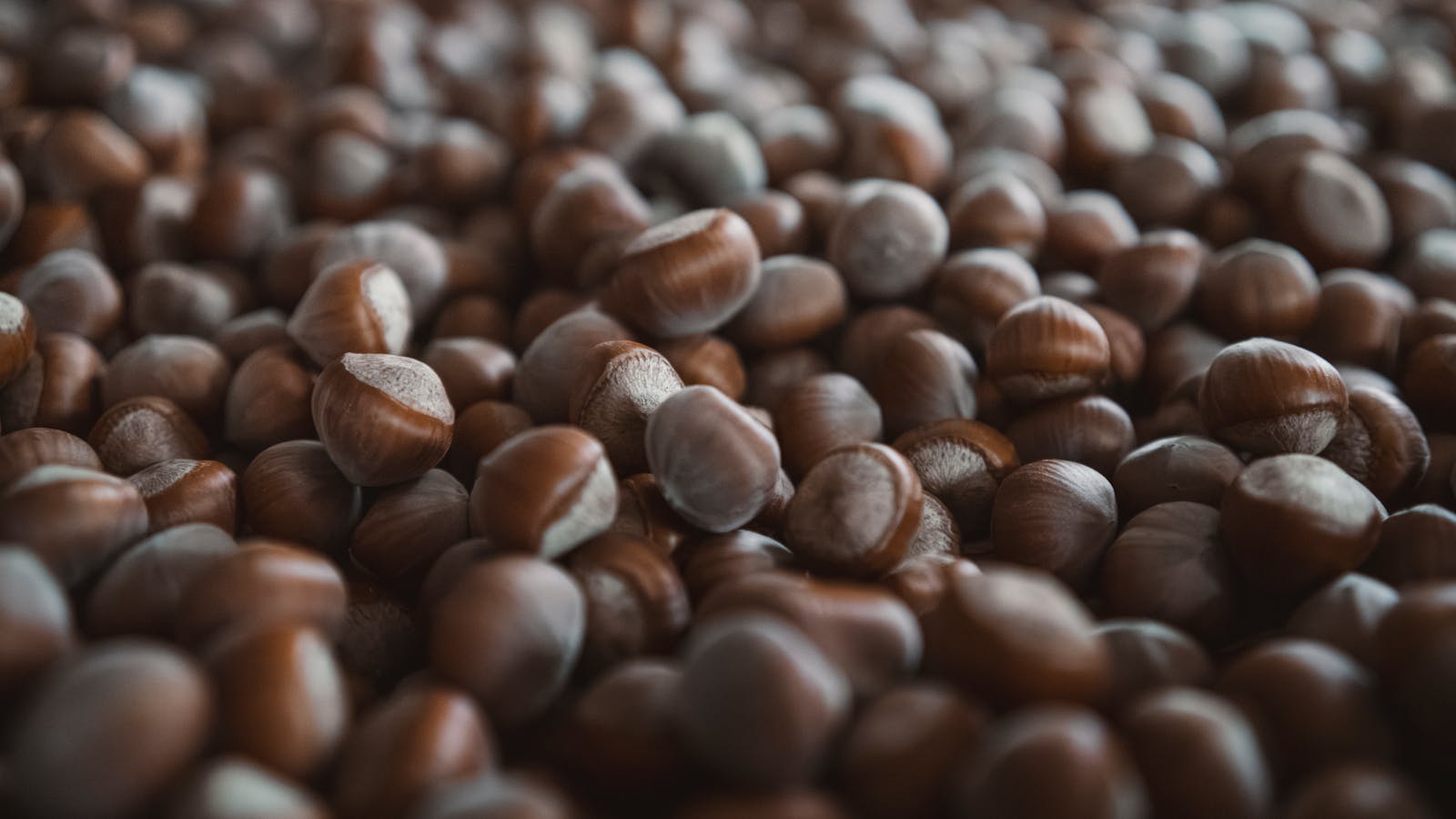 Close-up of organic hazelnuts harvested in Seydişehir, Konya, Türkiye.