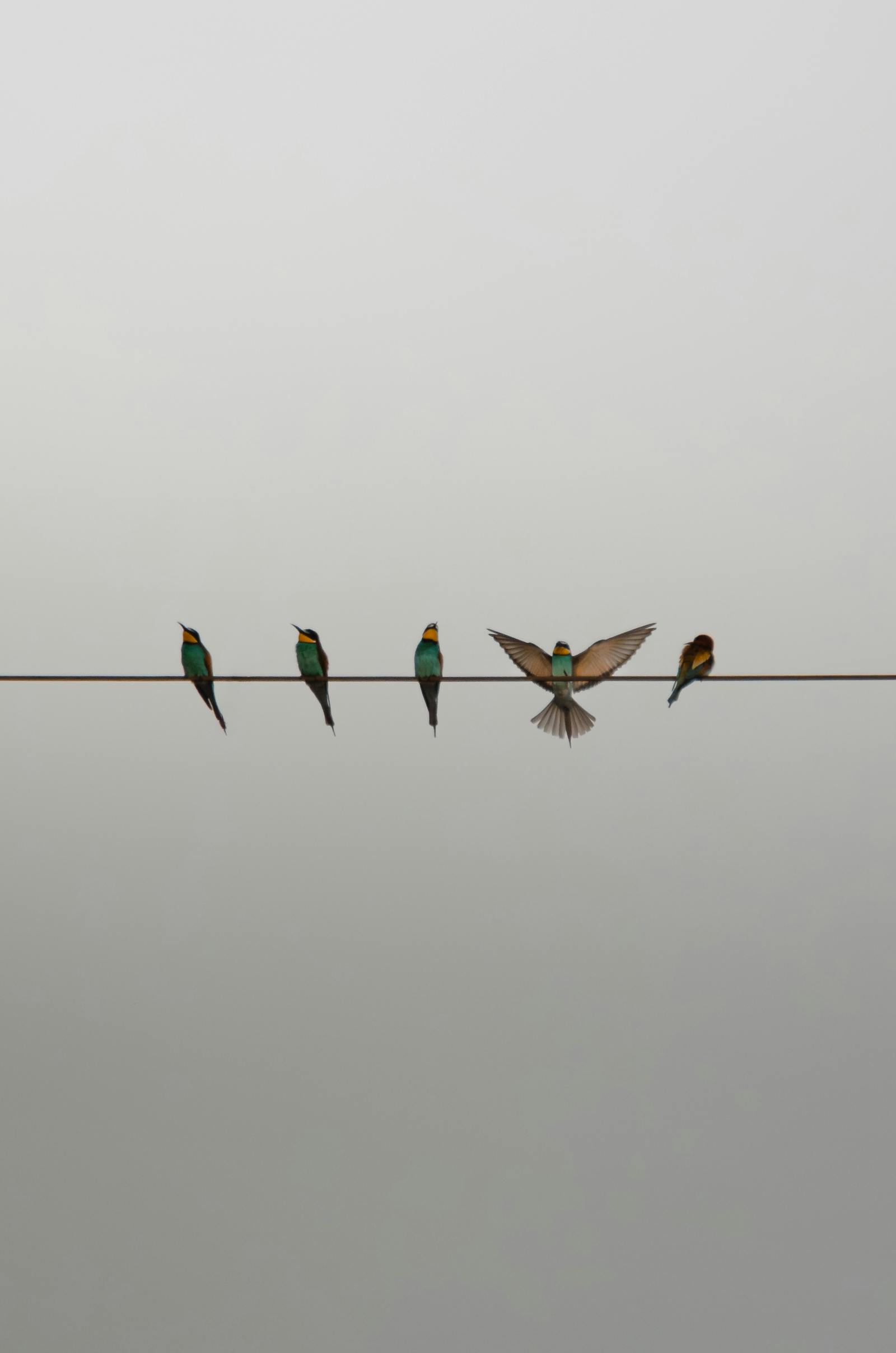 Five vibrant European bee-eaters resting on a wire against a neutral sky.