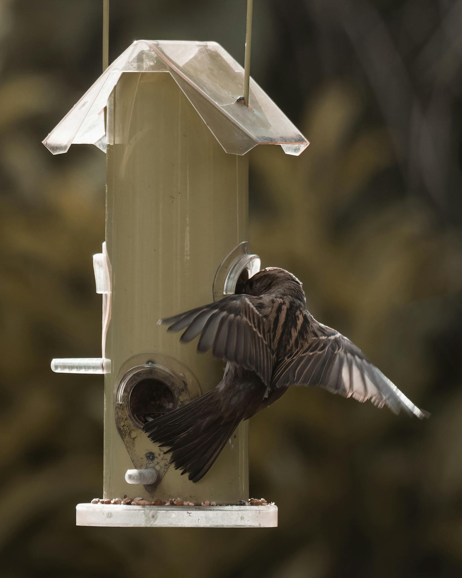 A small bird with open wings feeds at a metal birdhouse, highlighting birdwatching in Graz, Austria.