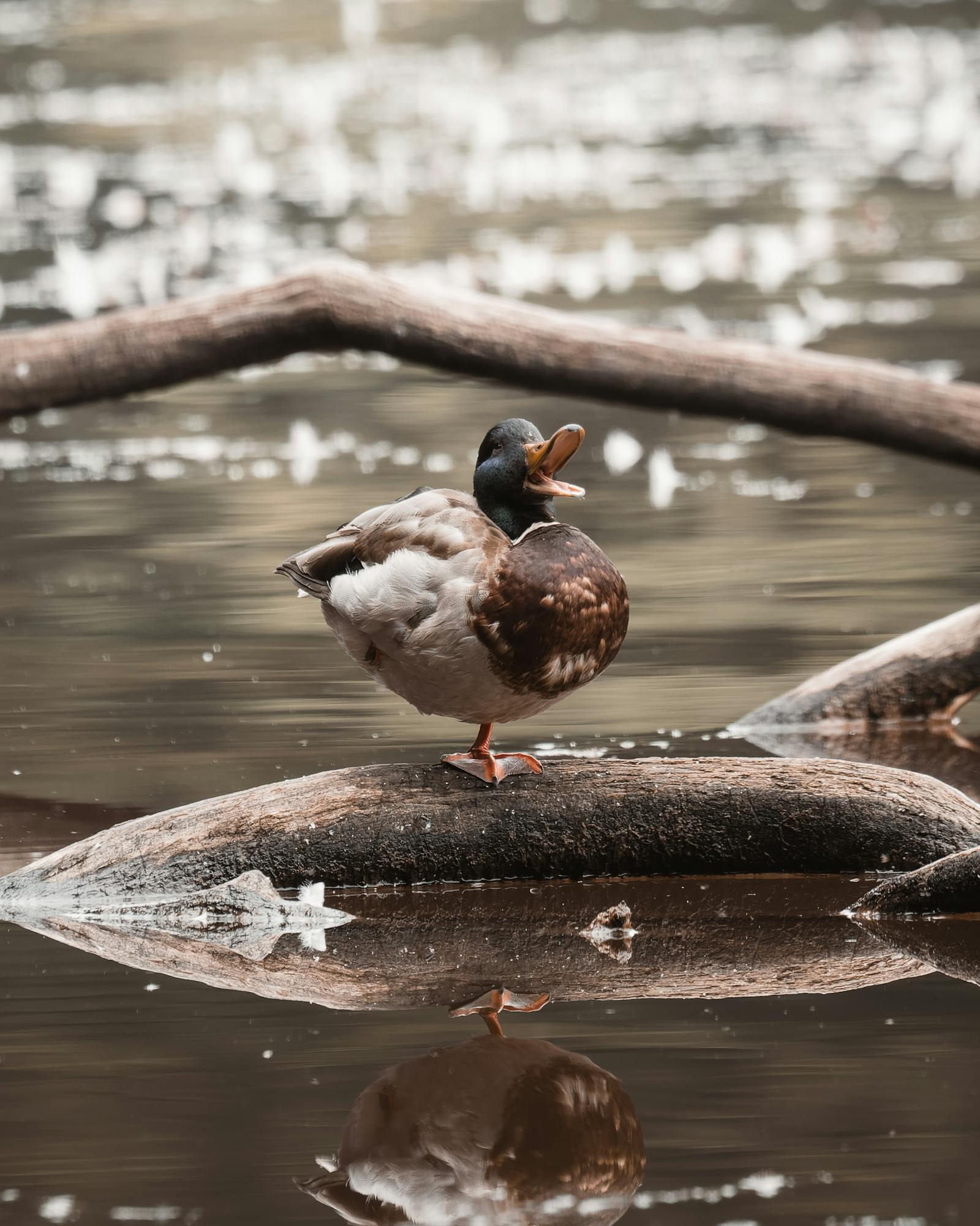 A mallard duck rests on a log, creating a serene lake reflection in Graz, Austria.